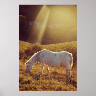 Ponny betar poster