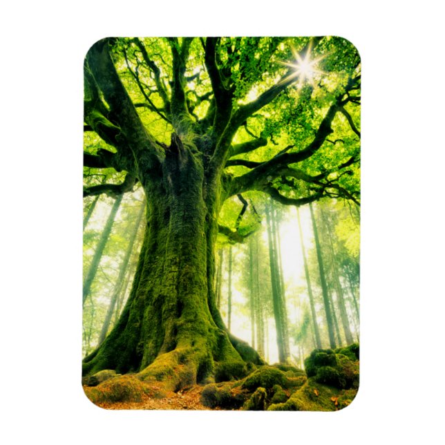 Ponthus'Beech Magnet (Vertikal)