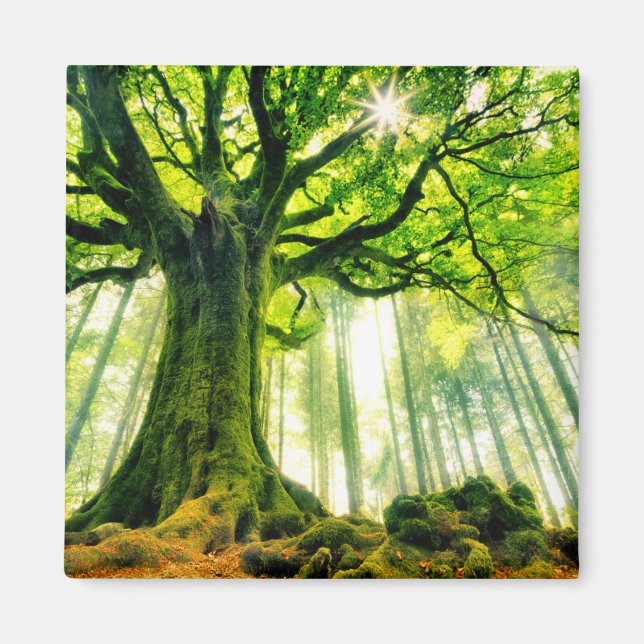 Ponthus'Beech Magnet (Framsidan)