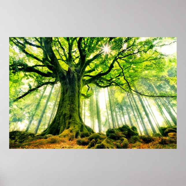 Ponthus'Beech Poster (Framsidan)