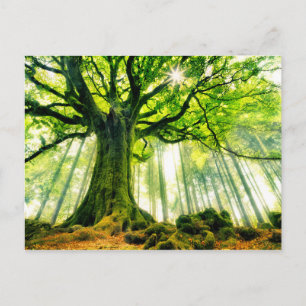 Ponthus'Beech Vykort