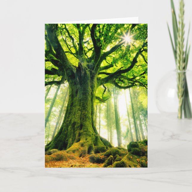 Ponthuss bokträd kort (Framsida)