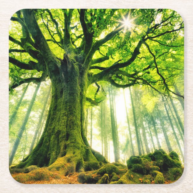 Ponthuss bokträd underlägg papper kvadrat (Framsidan)