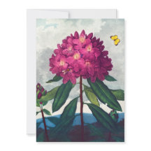 Pontisk Rhododendron, Antique-utskrift