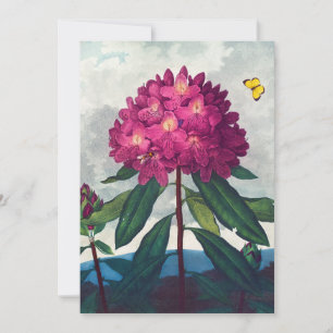 Pontisk Rhododendron, Antique-utskrift Julkort