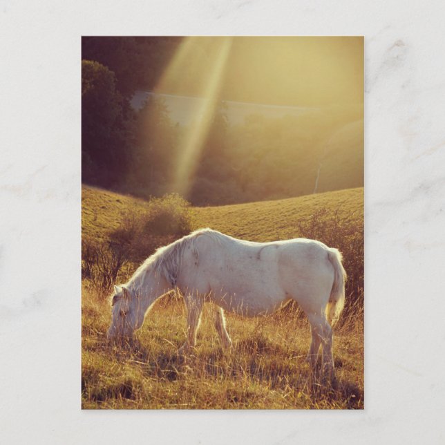 Pony betar vykort (Framsida)