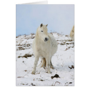 Pony Hälsningskort