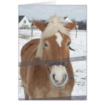 Pony i Winter