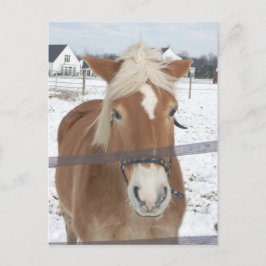 Pony i Winter Vykort