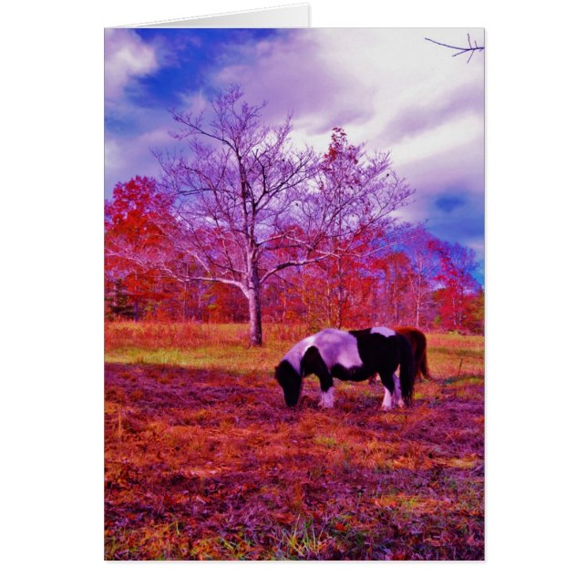 PONY IN A RAINBOW färgad fält Hälsningskort (Framsidan)