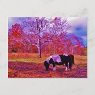 PONY IN A RAINBOW färgad fält Vykort