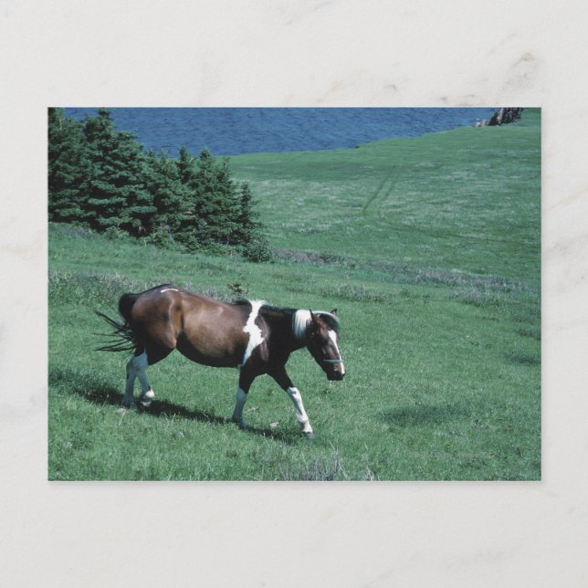 Pony på betesmark vykort (Framsida)