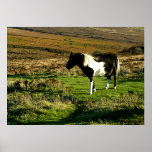 Pony på Dartmoor Poster