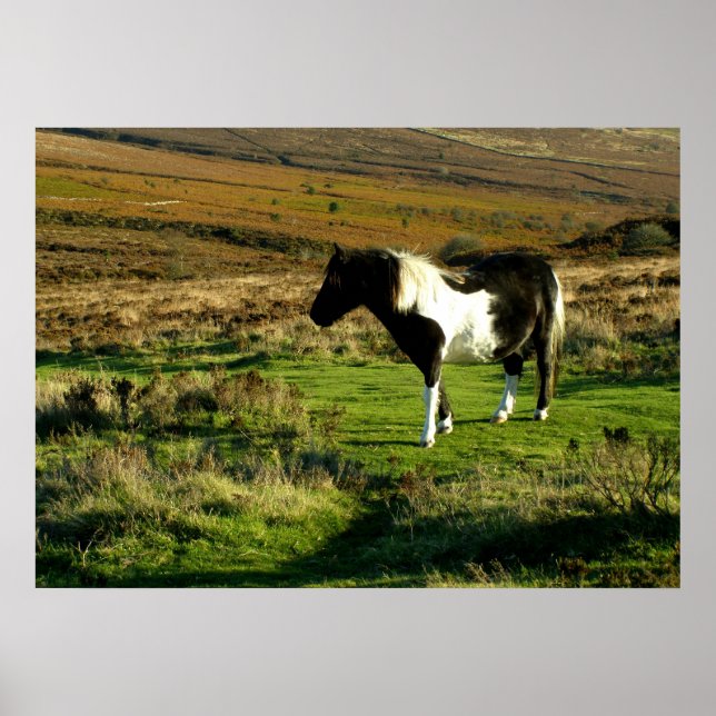Pony på Dartmoor Poster (Framsidan)