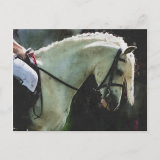 Pony på en show vykort