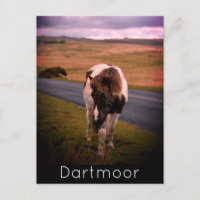 Pony på väg i nationalparken Dartmoor
