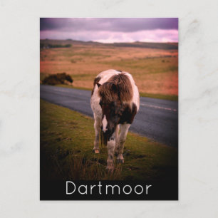 Pony på väg i nationalparken Dartmoor Helg Vykort