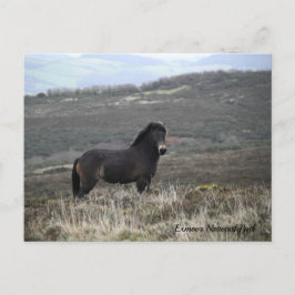 Pony Photo Exmoor National Park Vykort