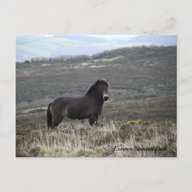 Pony Photo Exmoor National Park Vykort (Framsida)