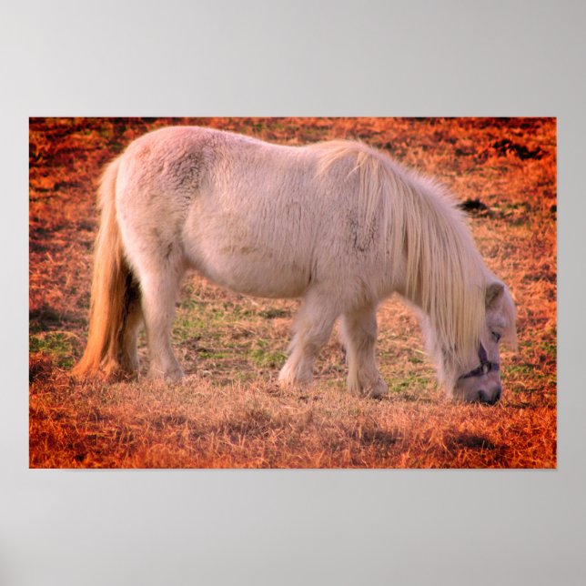 Pony Photo Poster (Framsidan)
