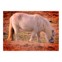 Pony Photo