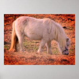 Pony Photo Poster