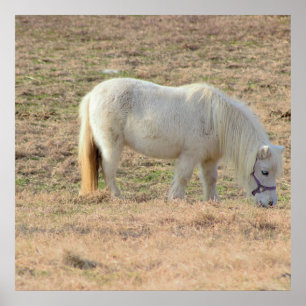 Pony Photo Poster
