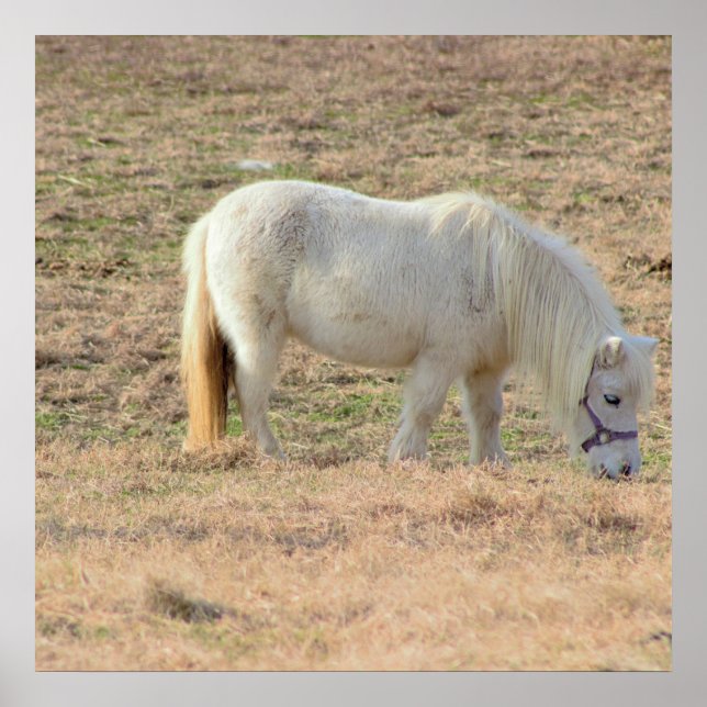 Pony Photo Poster (Framsidan)