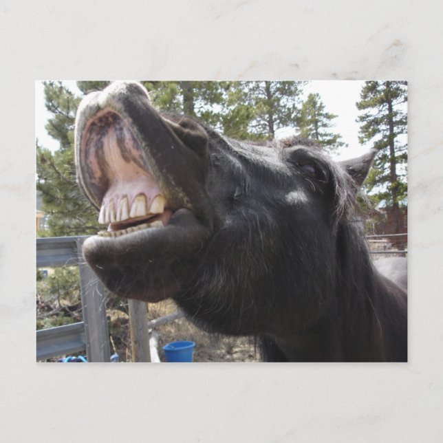 Pony Talk Vykort (Framsida)