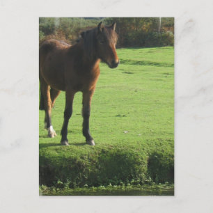 Pony vycard vykort