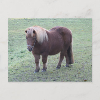 Pony Vykort