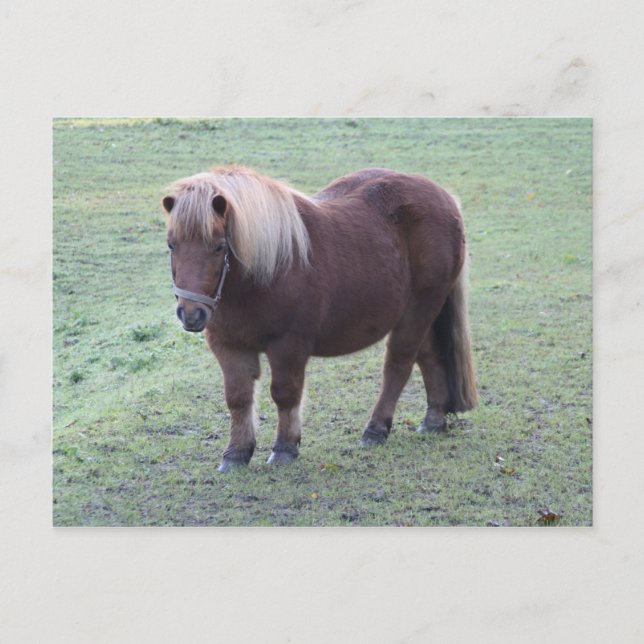 Pony Vykort (Framsida)