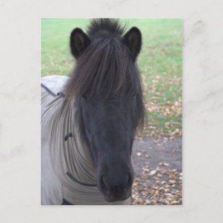 Pony Vykort