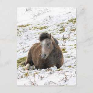 Pony Vykort