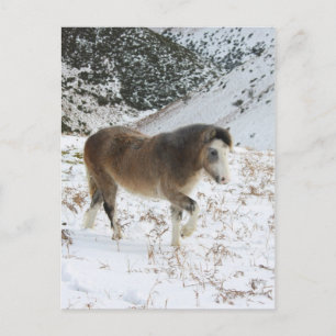 Pony Vykort