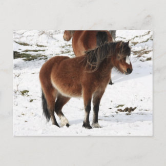 Pony Vykort