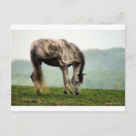 Pony Vykort