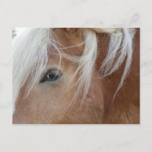 Pony-vykort Vykort