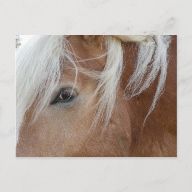 Pony-vykort Vykort (Framsida)