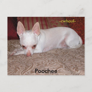 Poochee , -cwhaul- vykort