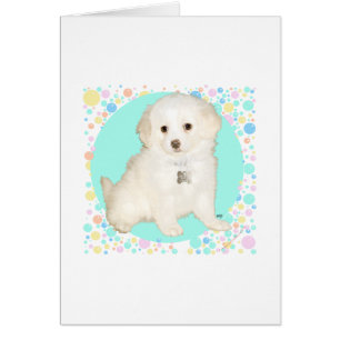 Poodle / Bichon Mix Valp Firar Livet Hälsningskort