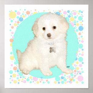 Poodle / Bichon Mix Valp Firar Livet Poster