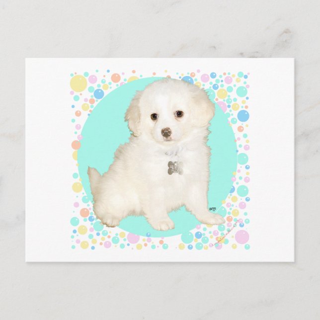 Poodle / Bichon Mix Valp Firar Livet Vykort (Framsida)