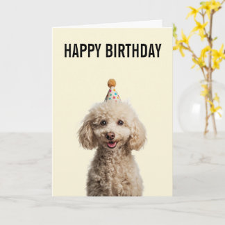 Poodle Birthday Celebration Kort