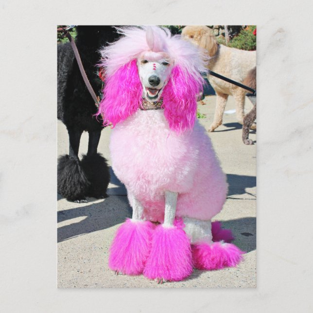 Poodle Day 2016 - Barnes - Rosa Standard Poodle Vykort (Framsida)