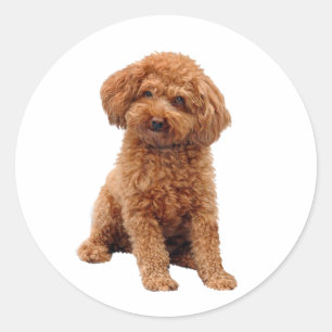 Poodle - Toy (Aprikos) Runt Klistermärke