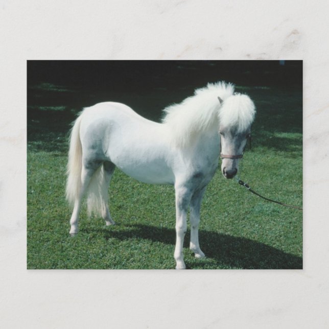 Poofy White Pony Vykort (Framsida)