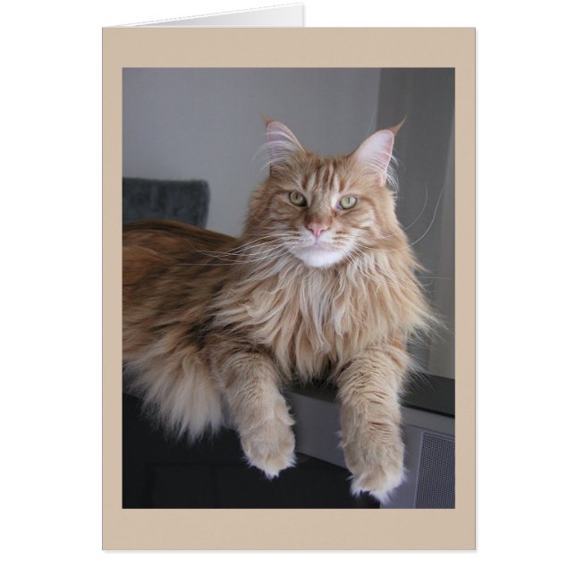 Pooky Hälsningskort (Framsidan)