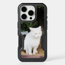 Poopande katt