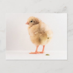 Pooping Foto för Baby Chick, brutto Vykort